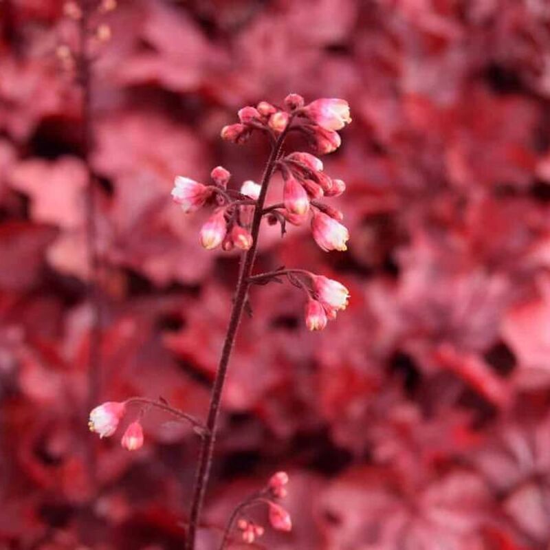 Heuchera 'Fire Chief' ® ---